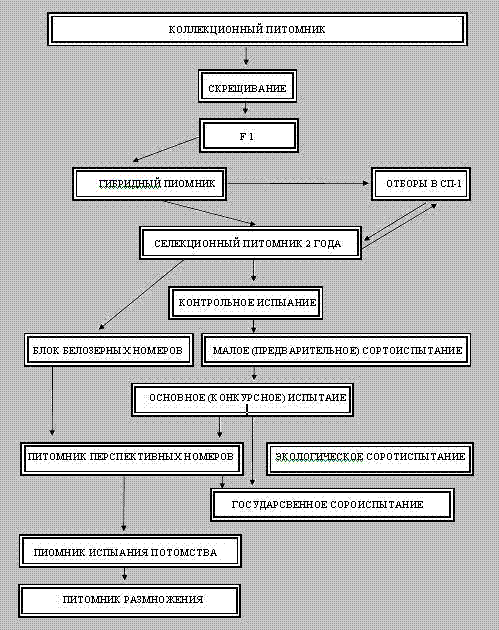 Схема селекционного процесса